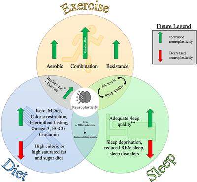 The Combined Influences of Exercise, Diet and Sleep on Neuroplasticity